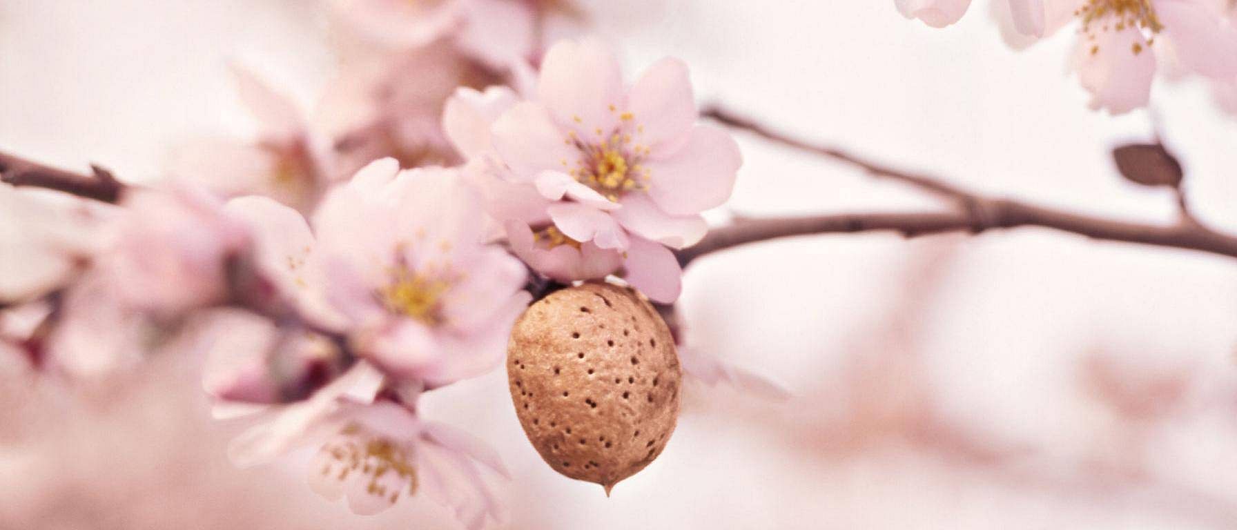 flor de almendro