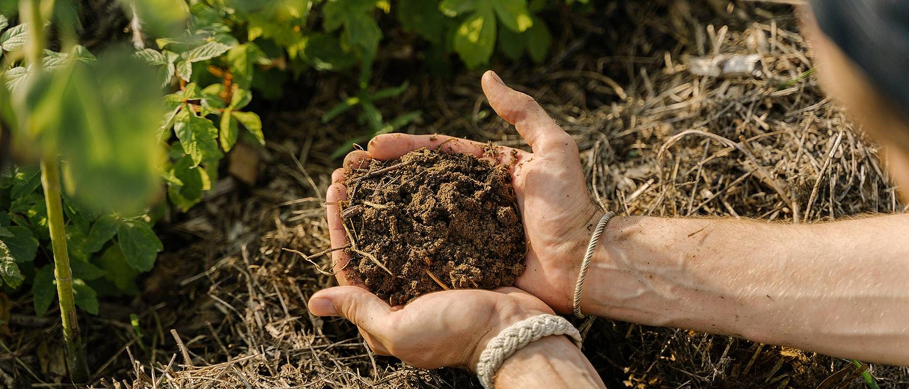 manos cogiendo tierra del suelo del campo