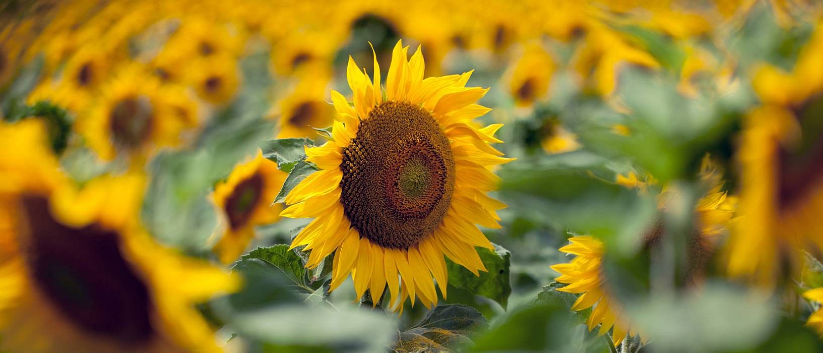 campo de girasoles