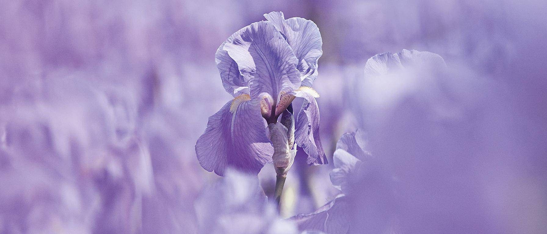 Flor de iris