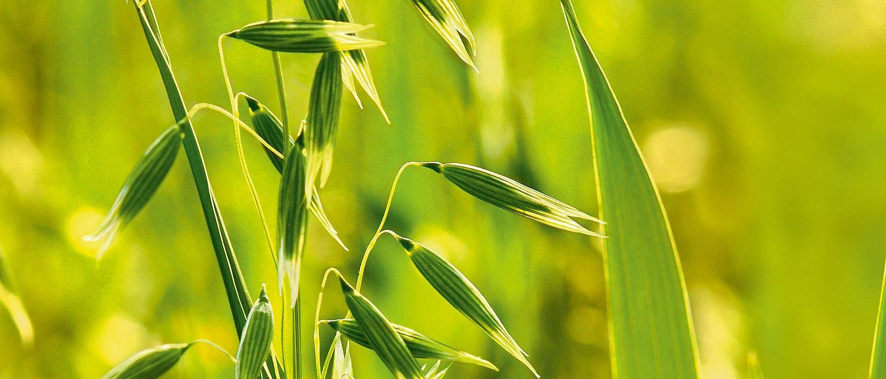 flor de avena