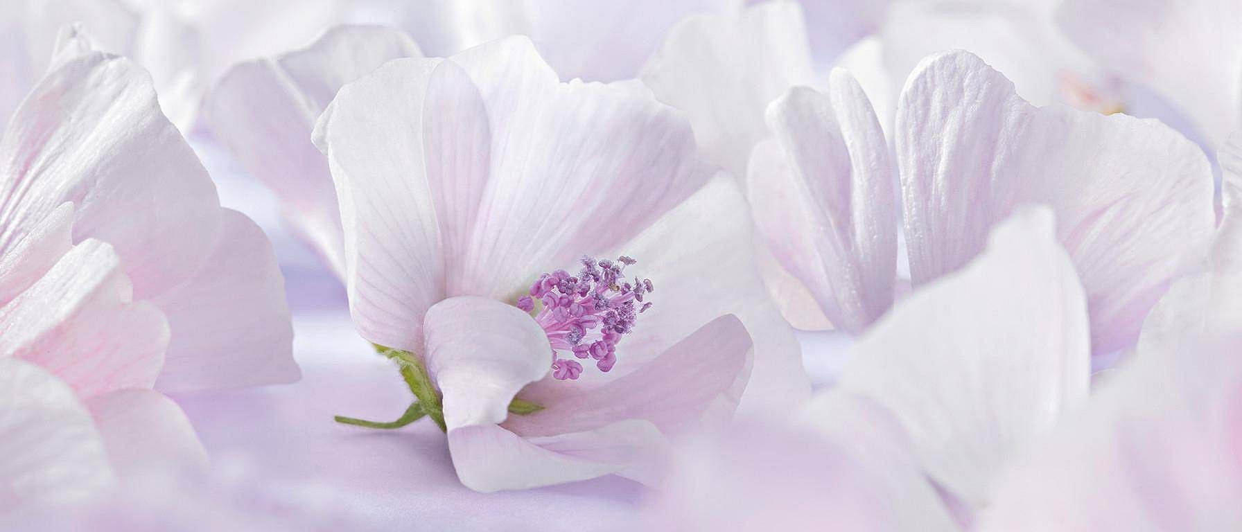 Flor de malva blanca