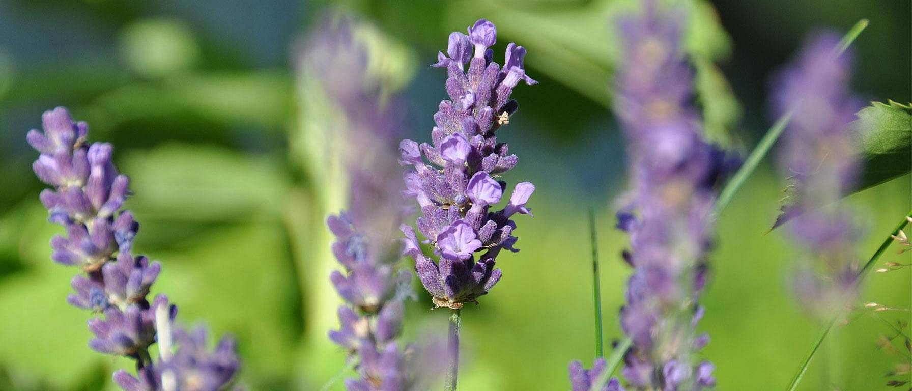 flor de lavanda en el campo