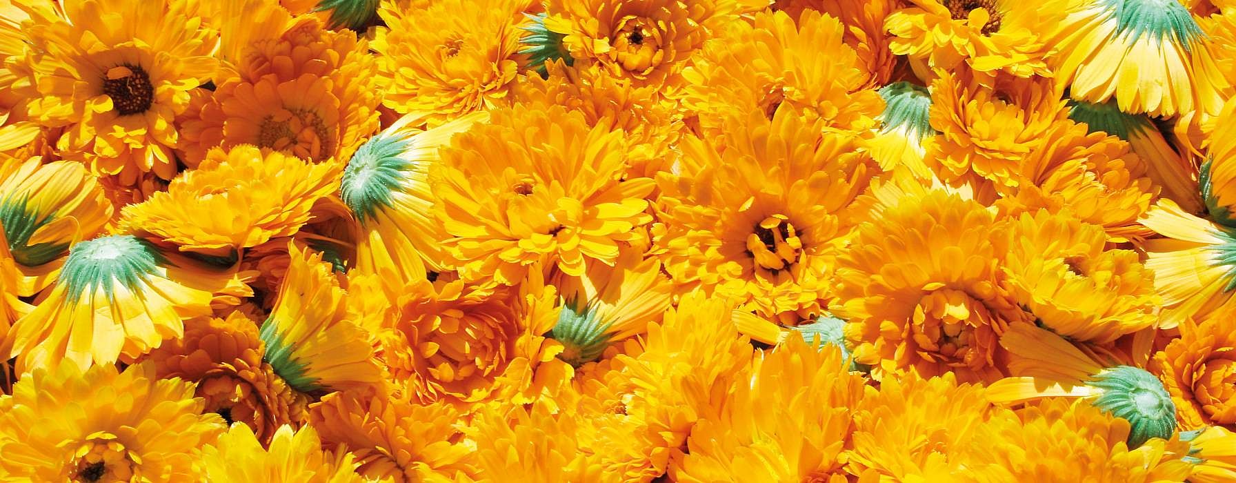 calendula