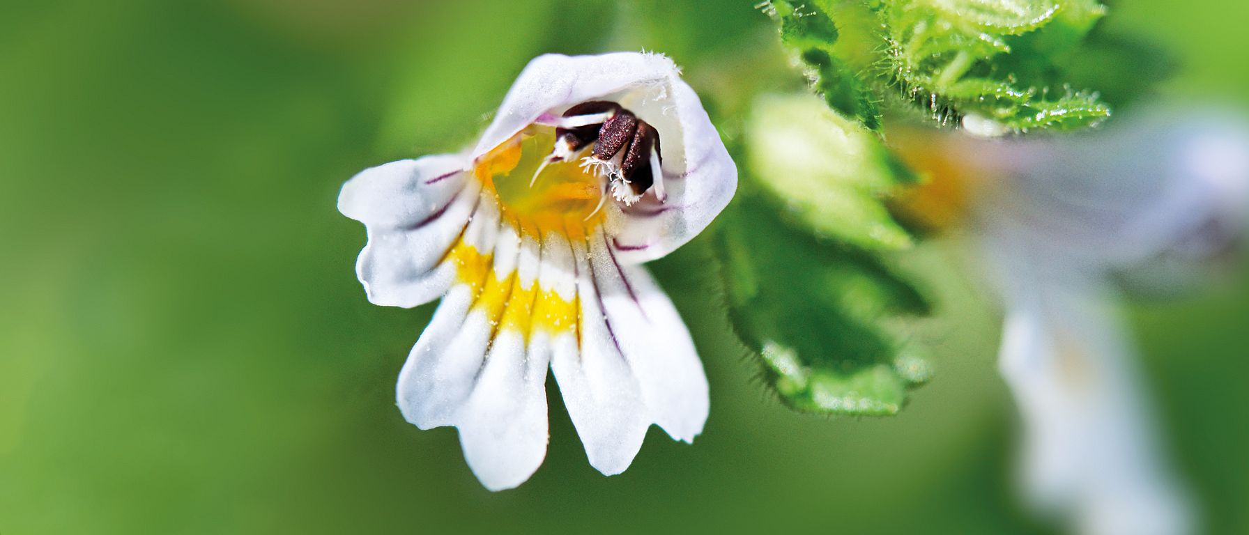 flores alergia
