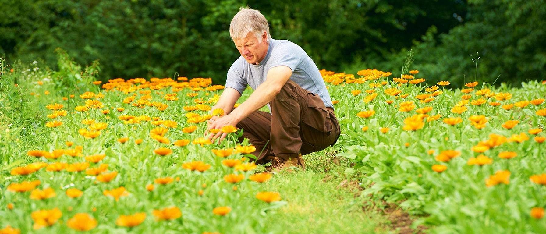 hombre en campo de flores de calendula