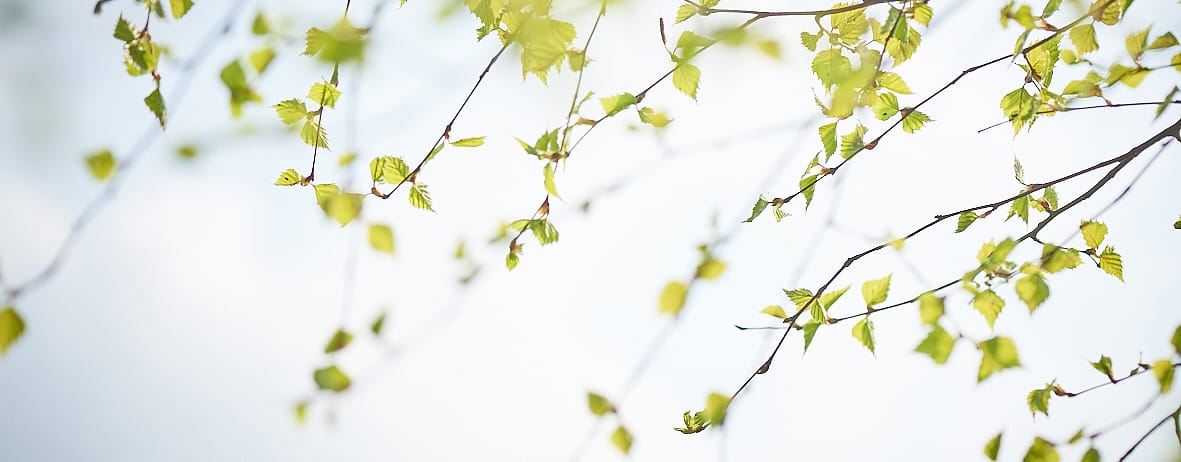 Birch