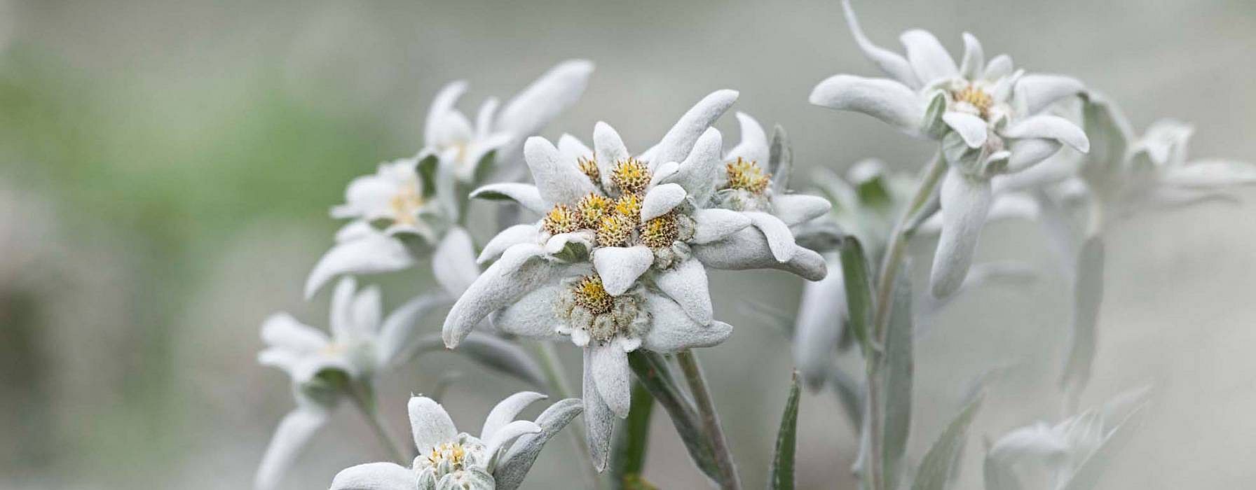 Edelweiss