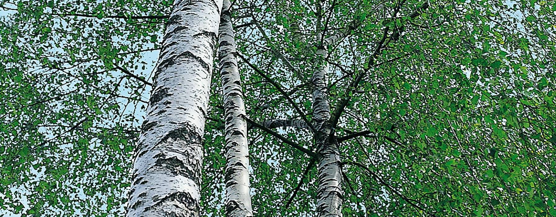 arbol para el bebe