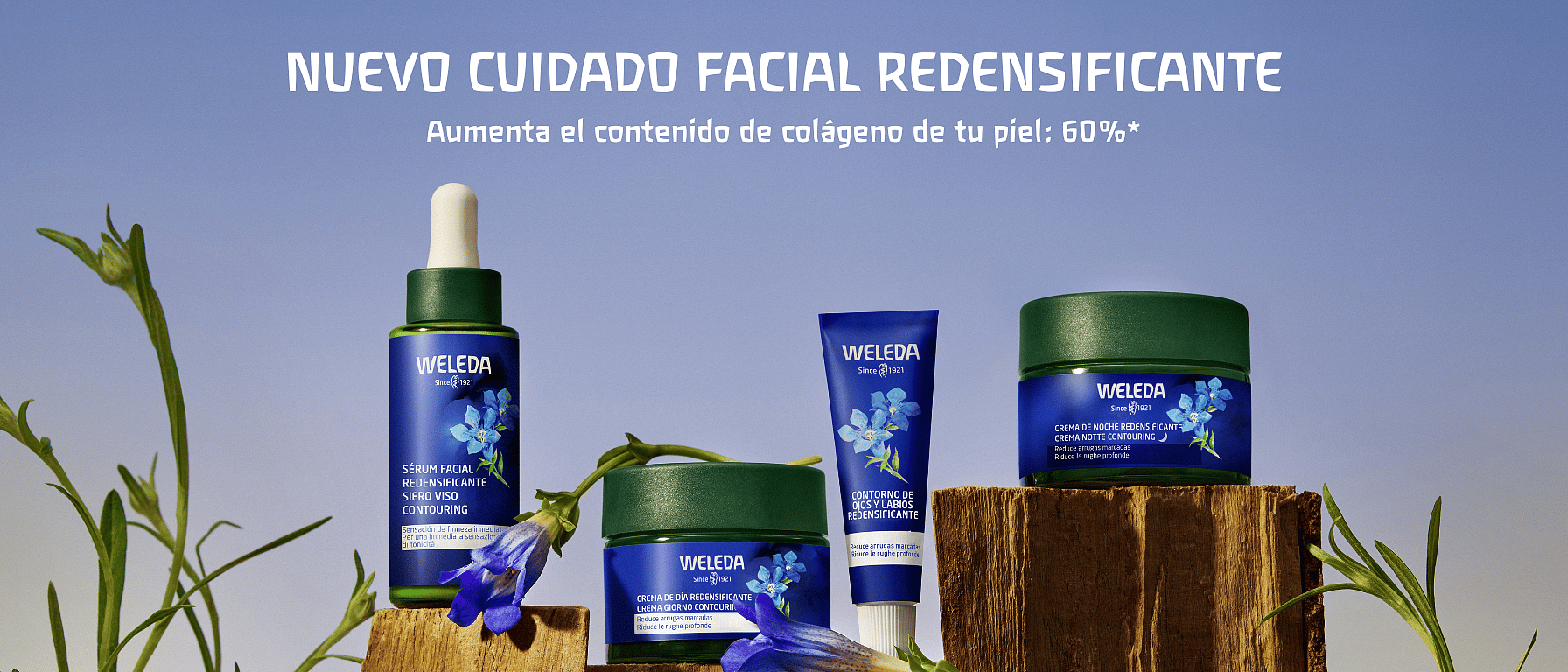 cabecera facial genciana