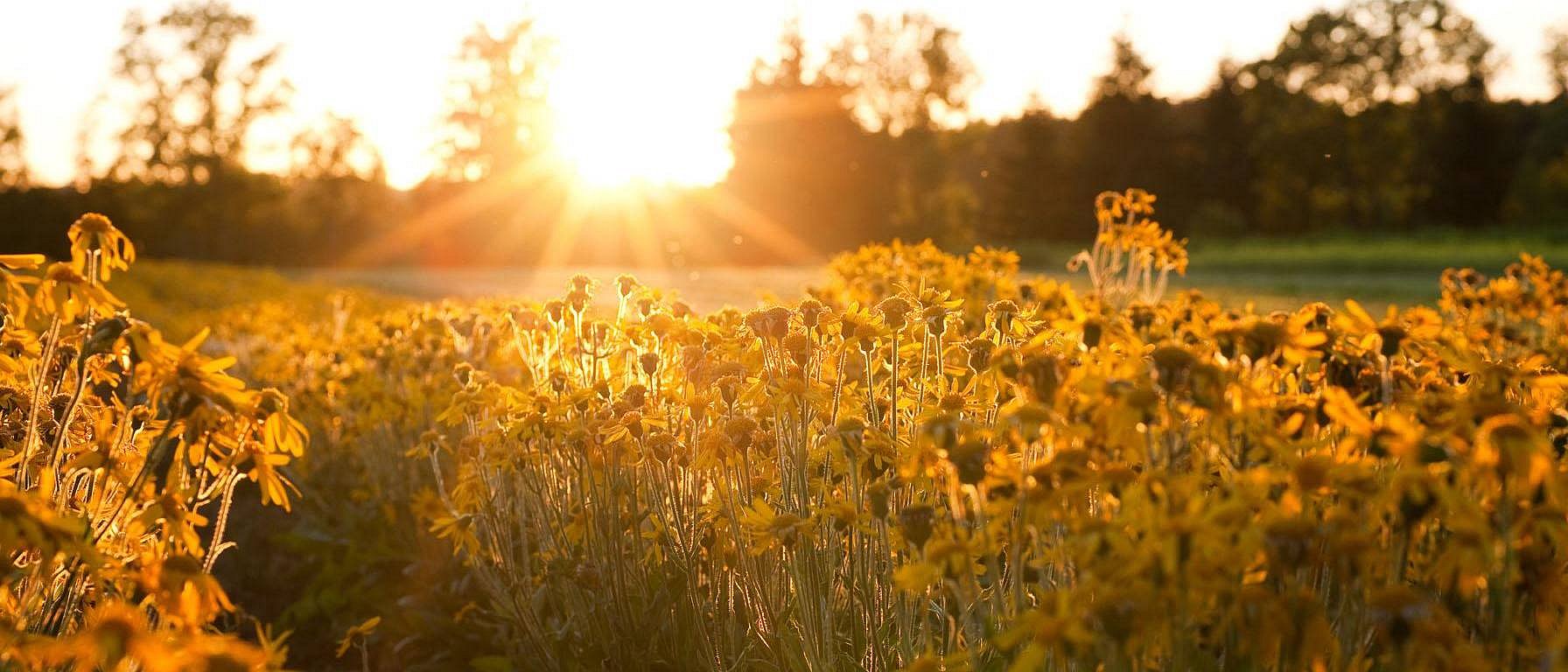 campo de girasol