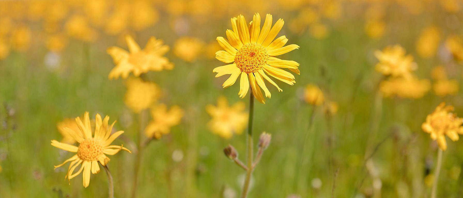 flor de árnica