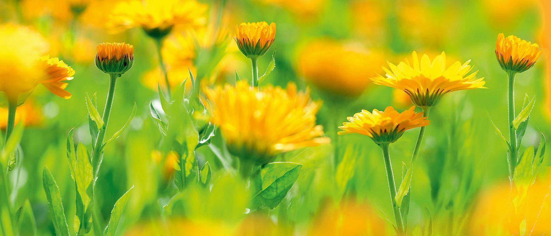 calendulas