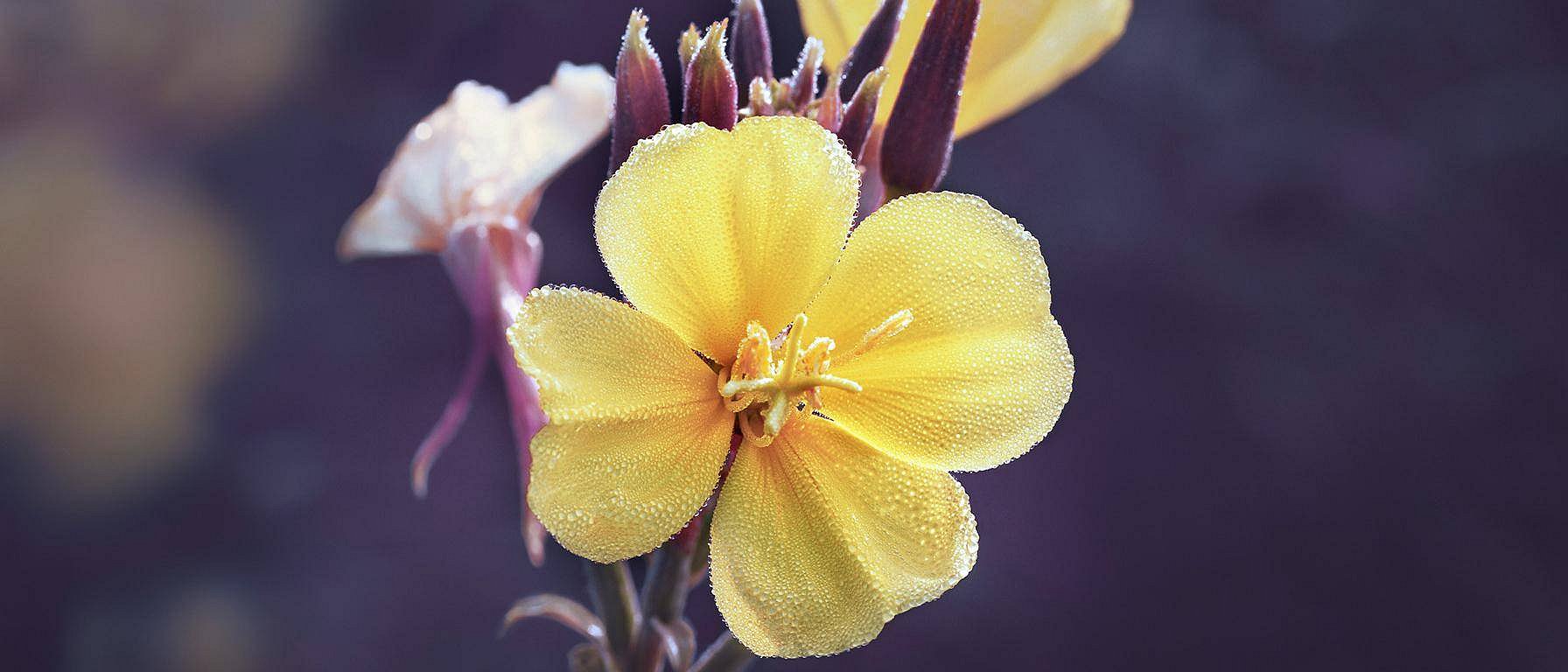 flor de onagra