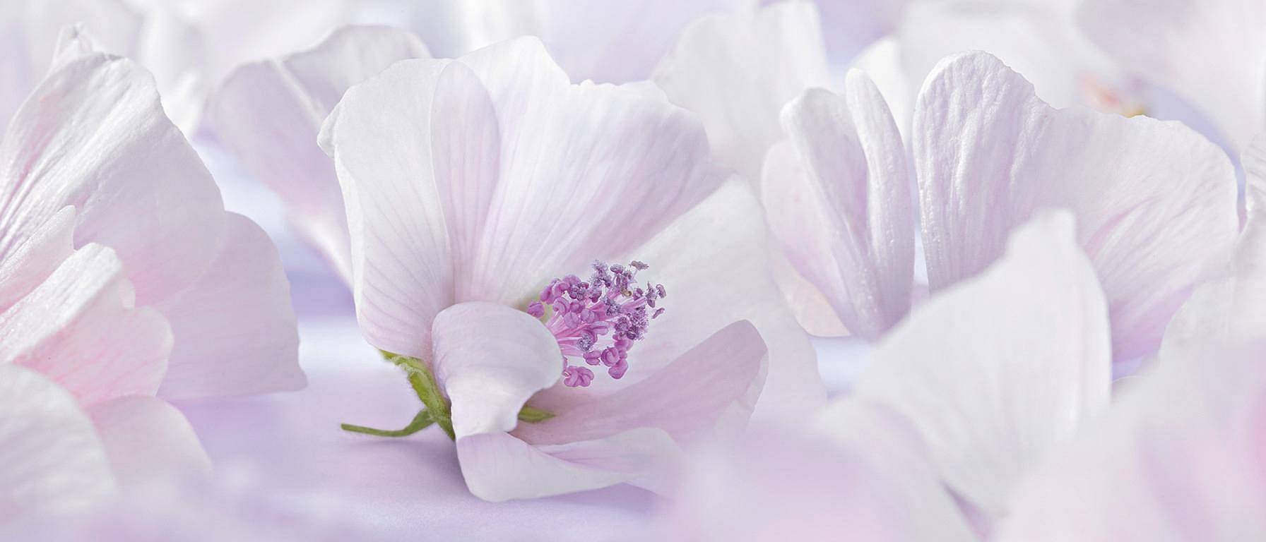Flor de malva blanca