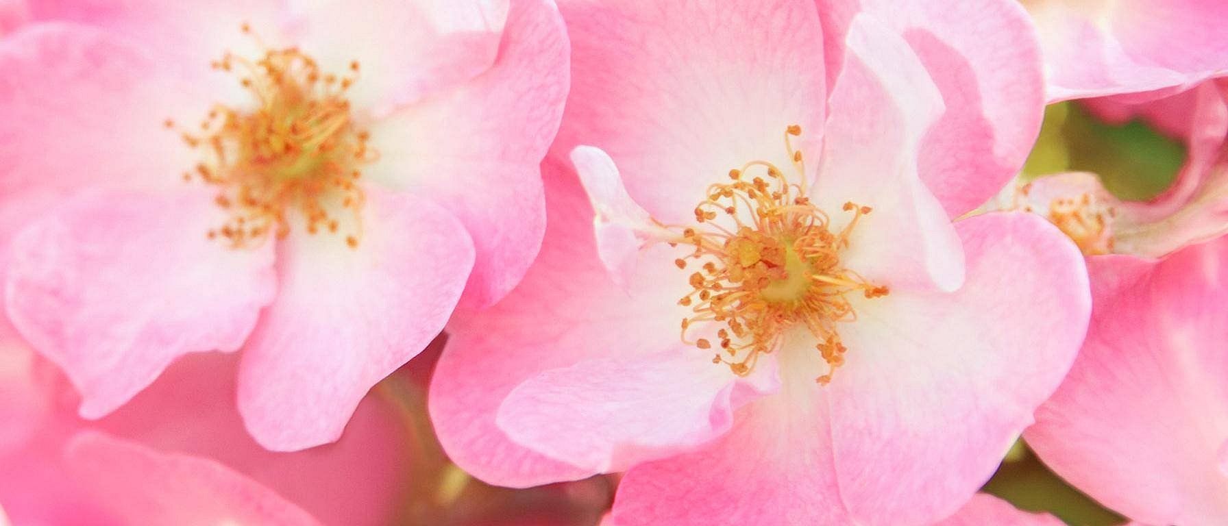 flor de rosa mosqueta