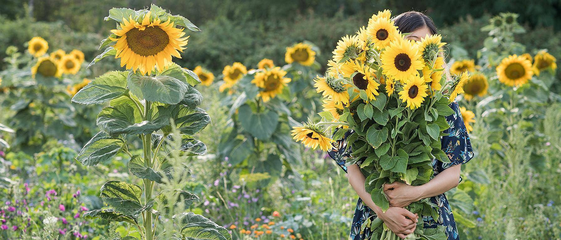 mujer en campo de girasol