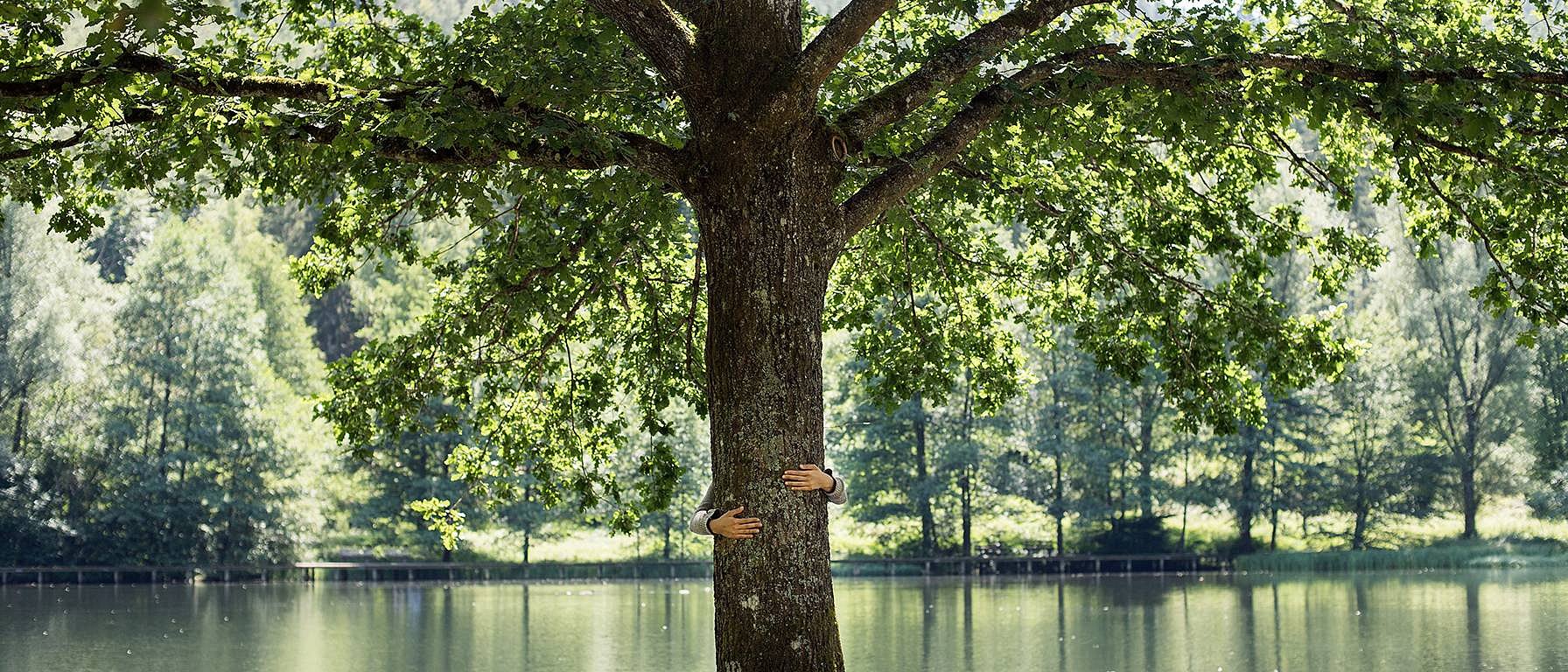 tree at water