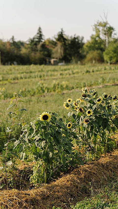 campo girasoles