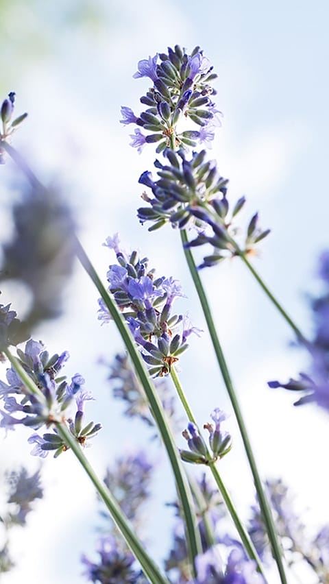 campo de lavanda