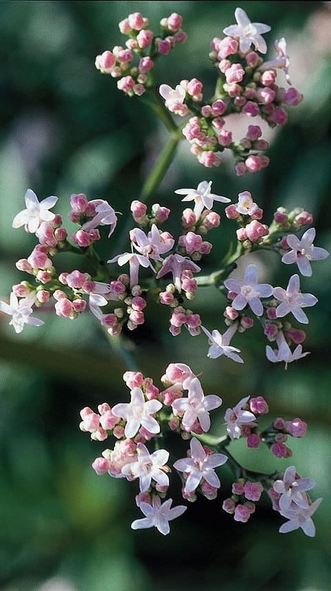 Centaury, Centaurium minor