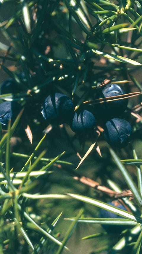 Juniper, Juniperus