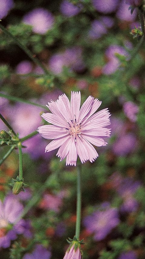 Chicory, Cichorium
