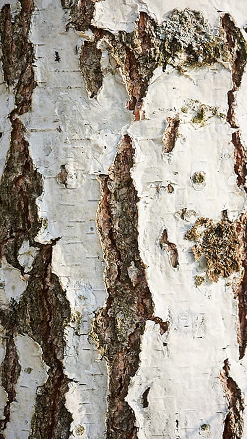 Birch