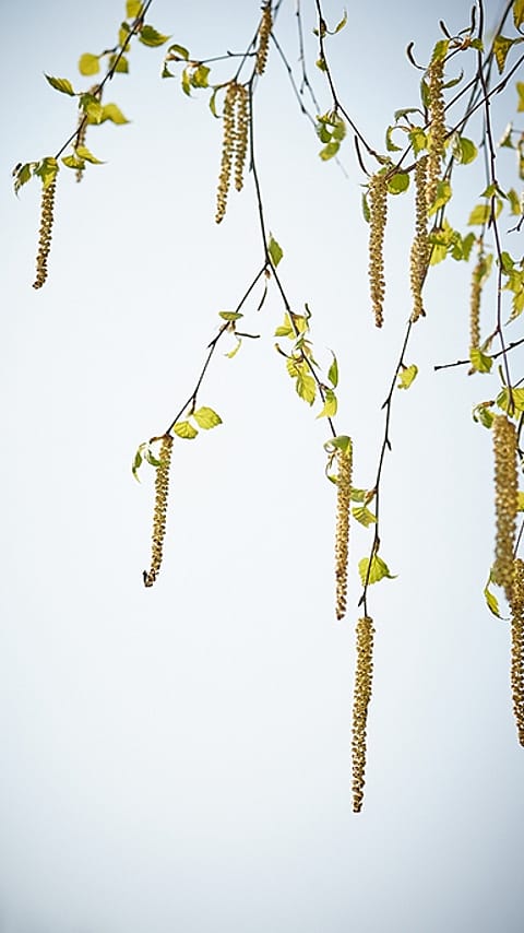 Birch