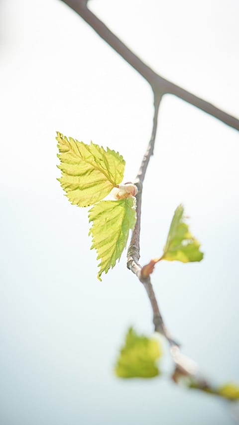 Birch