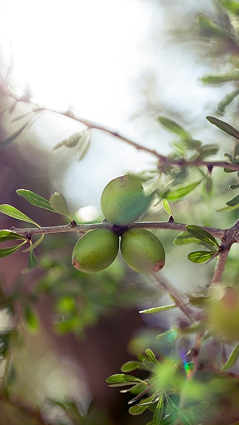 Cerca de aceitunas en el árbol