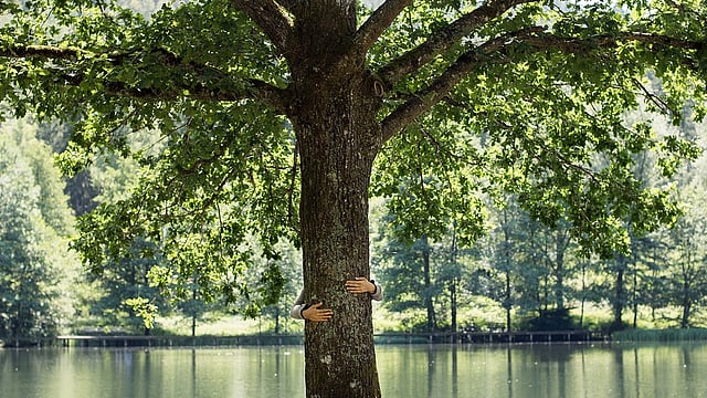 tree at water