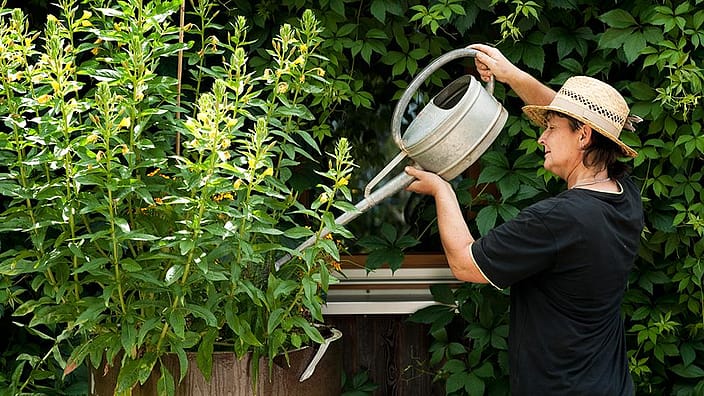 mujer regando plantas con una regadera y un sombrero