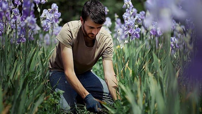 hombre en el campo recolectando lavanda