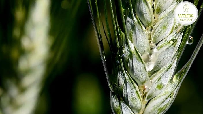 planta de trigo