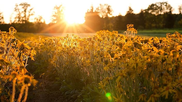 Campo de flores de árnica con una luz anaranjada por la puesta de sol que se percibe al fondo
