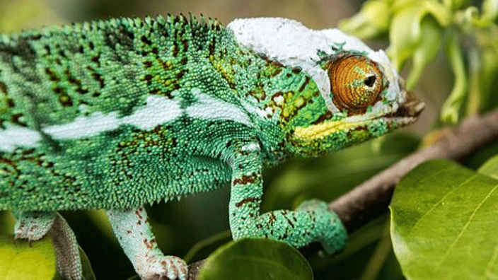 camaleon