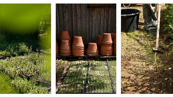 cultivos, macetas y campo