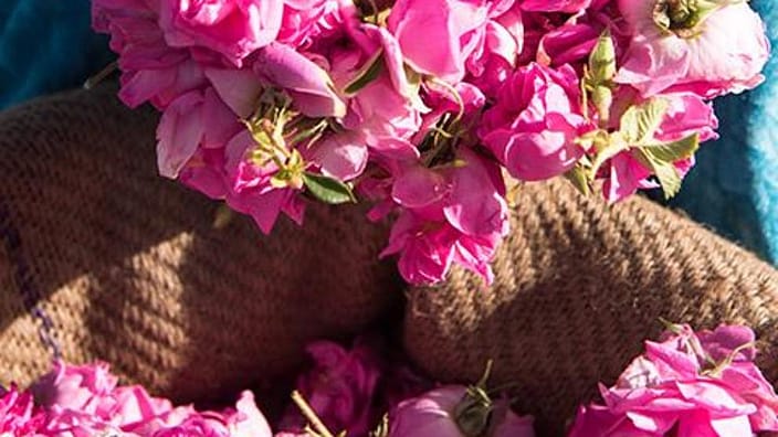 flores