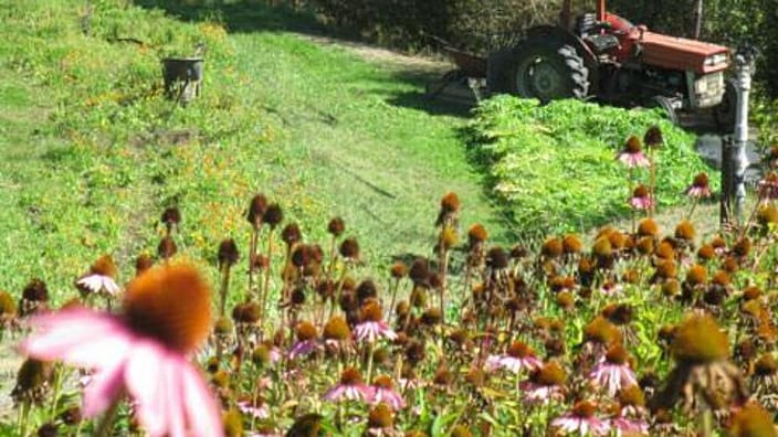 campo