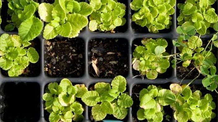 cultivo del suelo