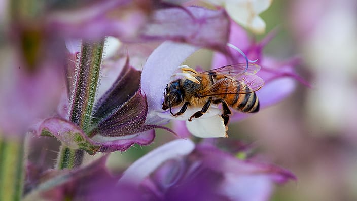 Flores de salvia con una abeja