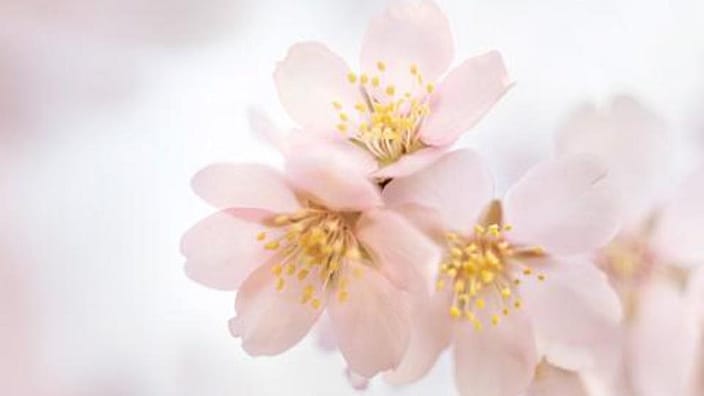 flor de almendro
