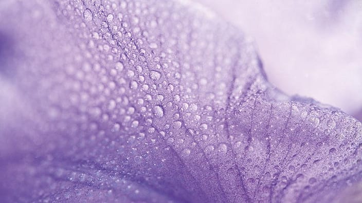 Pétalo de iris