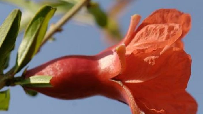 flor de granada