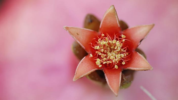 flor de granada