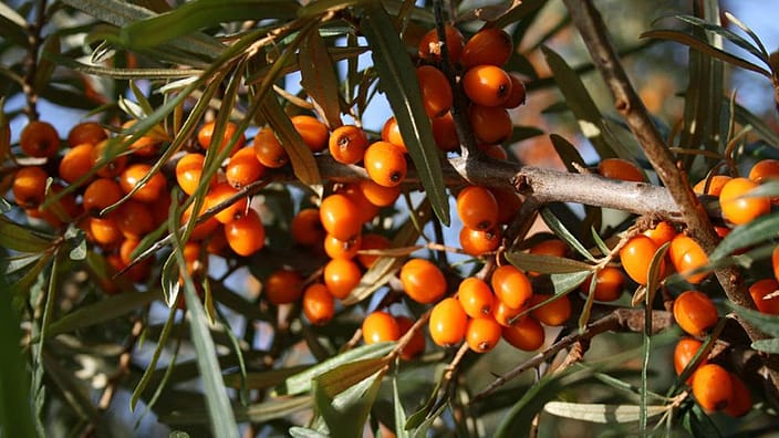 plantas de espino amarillo