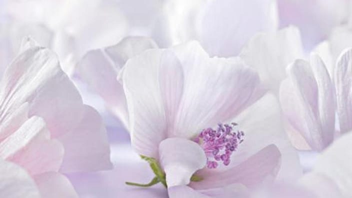 malva flor