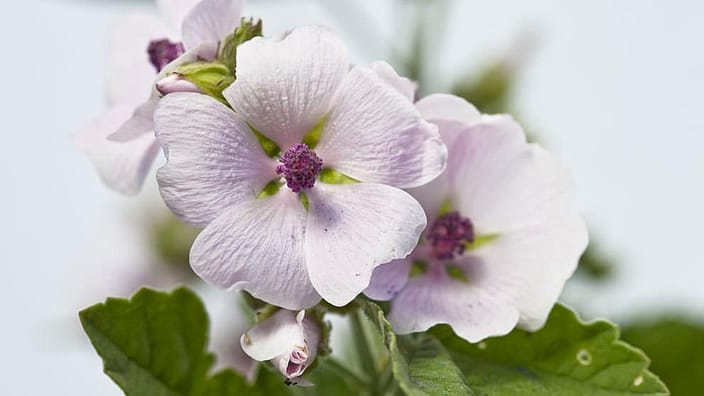 Flor de malva blanca
