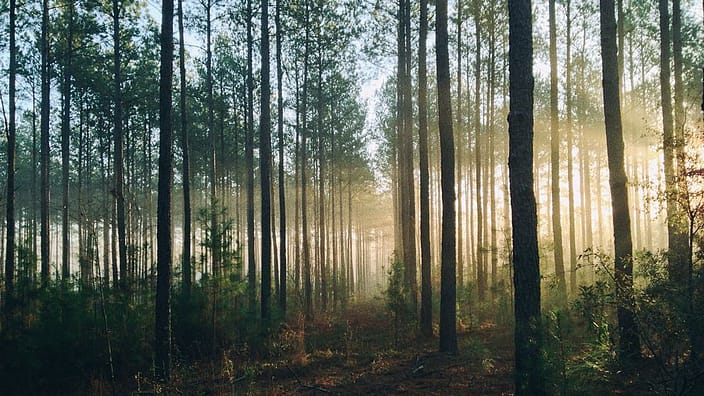 bosque